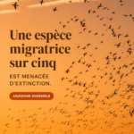 Un groupe d'oiseaux migrateurs en vol, symbolisant la biodiversité menacée