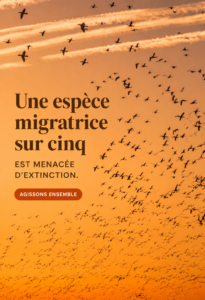 Un groupe d'oiseaux migrateurs en vol, symbolisant la biodiversité menacée